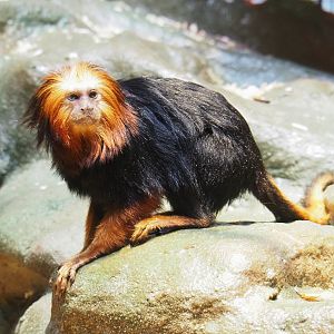 Golden-headed lion tamarin (Leontopithecus chrysomelas), 2022-05-26