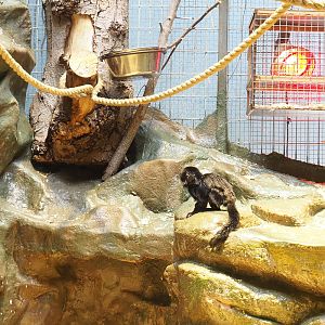 Golden-headed lion tamarins (Leontopithecus chrysomelas) and Goeldi's marmoset (Callimico goeldii), 2022-05-26