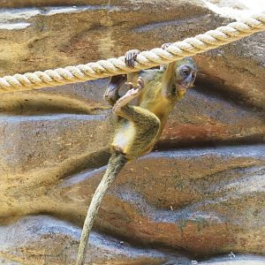 Baby Hamlyn's monkey (Cercopithecus hamlyni), 2022-05-26