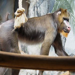 Mandrill (Mandrillus sphinx), 2022-05-26