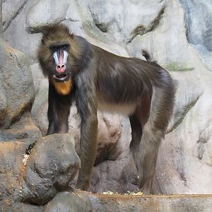 Mandrill (Mandrillus sphinx), 2022-05-26