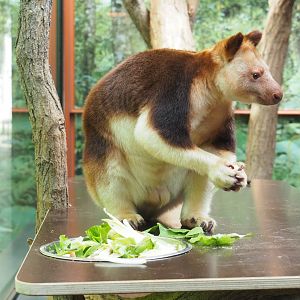 Goodfellow's tree kangaroo (Dendrolagus goodfellowi buergersi), 2022-05-26