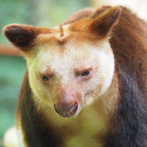 Goodfellow's tree kangaroo (Dendrolagus goodfellowi buergersi), 2022-05-26