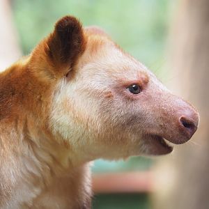 Goodfellow's tree kangaroo (Dendrolagus goodfellowi buergersi), 2022-05-26