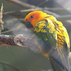 Sun conure (Aratinga solstitialis), 2022-05-26