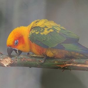 Sun conure (Aratinga solstitialis), 2022-05-26