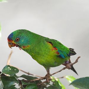 Swift parrot (Lathamus discolor), 2022-05-26