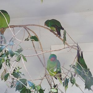 Swift parrots (Lathamus discolor), 2022-05-26