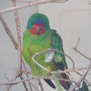 Swift parrot (Lathamus discolor), 2022-05-26
