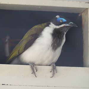 Blue-faced honeyeater (Entomyzon cyanotis), 2022-05-26