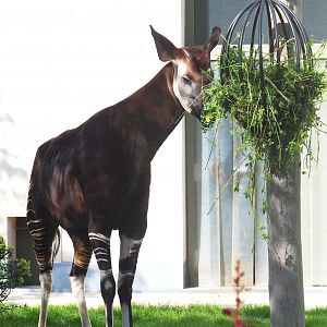 Okapi (Okapia johnstoni), 2022-05-26