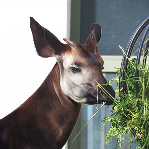 Okapi (Okapia johnstoni), 2022-05-26