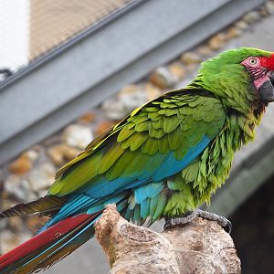 Mexican military macaw (Ara militaris mexicana), 2022-05-26