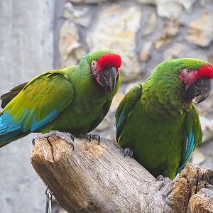 Mexican military macaws (Ara militaris mexicana), 2022-05-26