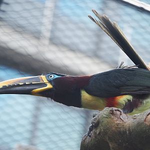 Chestnut-eared aracari (Pteroglossus castanotis), 2022-05-26