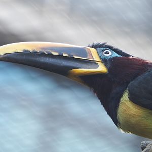 Chestnut-eared aracari (Pteroglossus castanotis), 2022-05-26