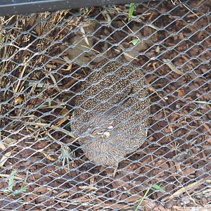 Elegant-crested tinamou (Eudromia elegans), 2022-05-26