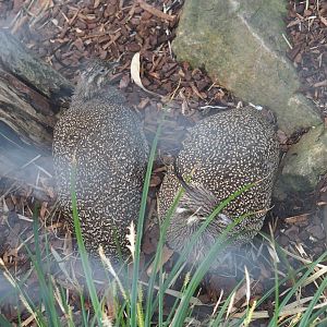 Elegant-crested tinamous (Eudromia elegans), 2022-05-26