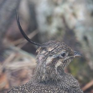 Elegant-crested tinamou (Eudromia elegans), 2022-05-26