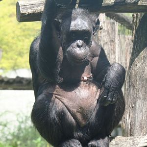 Chimpanzee (Pan troglodytes), 2022-05-26