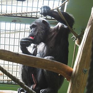 Chimpanzee (Pan troglodytes), 2022-05-26