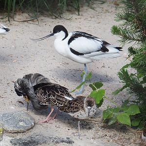 Pied avocet (Recurvirostra avosetta) and Ruffs (Calidris pugnax), 2022-05-26