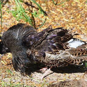 Displaying Ruff (Calidris pugnax), 2022-05-26