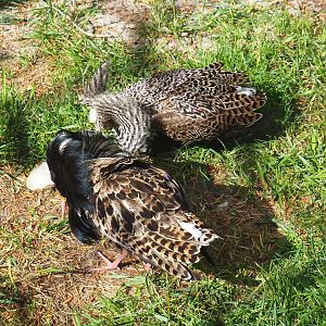 Displaying Ruffs (Calidris pugnax), 2022-05-26