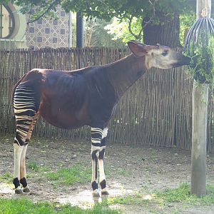 Okapi (Okapia johnstoni), 2022-05-26
