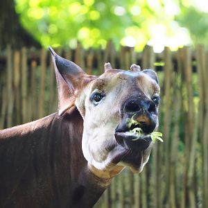 Okapi (Okapia johnstoni), 2022-05-26
