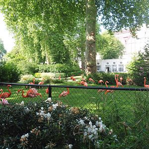 Land portion of the American flamingo exhibit, 2022-05-26