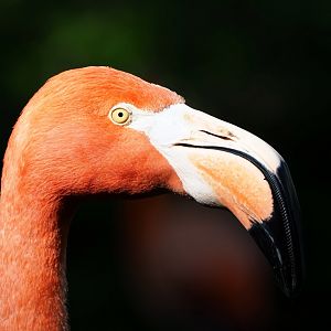 American flamingo (Phoenicopterus ruber), 2022-05-26