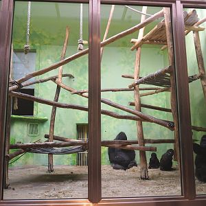 Part of gorilla indoor housing - One of two "bedroom" exhibits, 2022-05-26