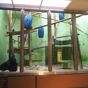 Part of gorilla indoor housing - One of two "bedroom" exhibits, 2022-05-26