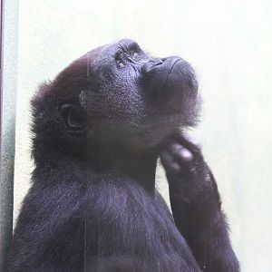 Female Western lowland gorilla (Gorilla gorilla gorilla), 2022-05-26