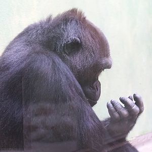 Female Western lowland gorilla (Gorilla gorilla gorilla), 2022-05-26