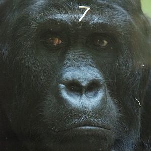 Eastern lowland gorilla Amahoro (Gorilla beringei graueri), 2022-05-26