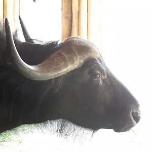 Cape buffalo (Syncerus caffer caffer), 2022-05-26