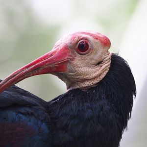 Southern bald ibis (Geronticus calvus), 2022-05-26