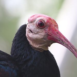 Southern bald ibis (Geronticus calvus), 2022-05-26