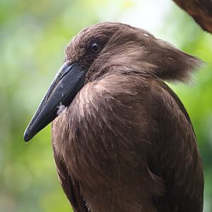 Hamerkop (Scopus umbretta), 2022-05-26