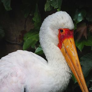 Yellow-billed stork (Mycteria ibis), 2022-05-26