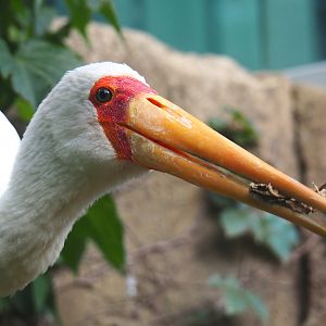 Yellow-billed stork (Mycteria ibis), 2022-05-26