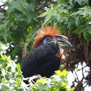 Female Black-casqued hornbill (Ceratogymna atrata), 2022-05-26