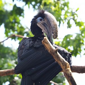 Male Black-casqued hornbill (Ceratogymna atrata), 2022-05-26