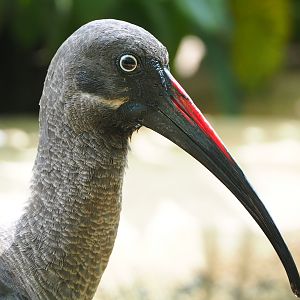 Hadada ibis (Bostrychia hagedash), 2022-05-26