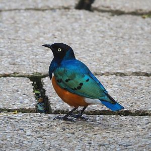 Superb starling (Lamprotornis superbus), 2022-05-26