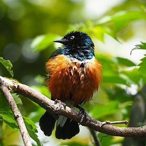 Superb starling (Lamprotornis superbus), 2022-05-26