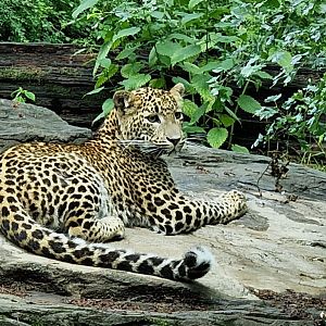 Sri Lanka leopard