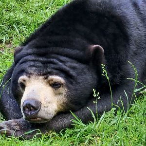 Sun bear